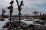 Joshua Tree in the Snow