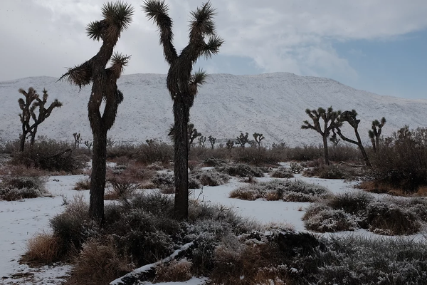 Joshua Tree in the Snow